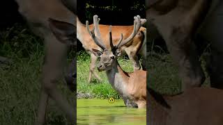 Why Some Deer Have Funky Antlers shorts facts deformity [upl. by Stranger]