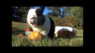 RABBIT EATING PEACHES Official Music Video [upl. by Ariadne]