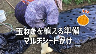 【畑仕事】畑にマルチシートをかけて玉ねぎを植える準備をする90歳のばあちゃん【田舎暮らし】 [upl. by Boorman272]