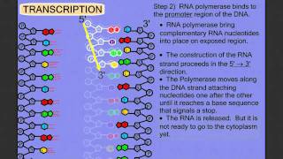 Protein Synthesis Stage 1 Transcription [upl. by Reema]