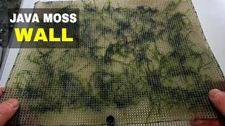 How to make a Java Moss Wall for your Aquarium [upl. by Jeanie]