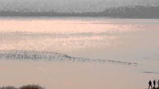 Birds across Morecambe bay [upl. by Ecnaiva993]