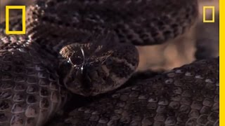 Rattlesnake vs Rat  National Geographic [upl. by Neirod]