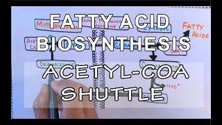 Acetyl COA Shuttle  Fatty Acid Biosynthesis  Part I [upl. by Lorusso916]