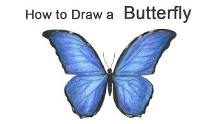 How to Draw a Butterfly Blue Morpho [upl. by Rosene]