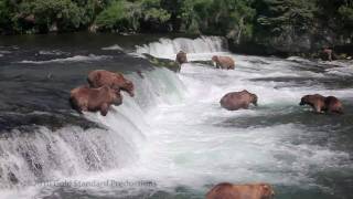 Brown Bears fishing at Brooks River Falls Katmai Natl Pk Alaska HD [upl. by Rocky]