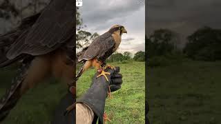 Peregrine Falcon brids Raftaar 390 Bnaqvi110 animals viralshort terenging falcon viralvideo [upl. by Lesslie]