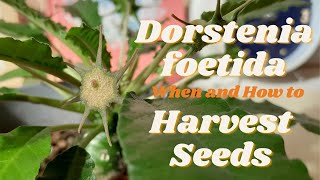 Dorstenia foetida When And How to Harvest Seeds For Propagation [upl. by Ladonna]