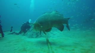 Grouper Bites Head Off Diver [upl. by Belier901]