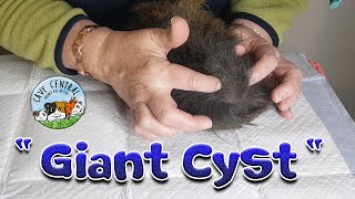 Guinea Pig Giant Sebaceous cyst removal [upl. by Kcirdet]