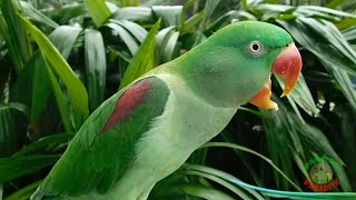 Alexandrine Parrot Natural Voice [upl. by Nilkcaj]