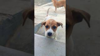 Prabala rowdy 🤣 puppies cutedog trending viralshorts vsomvlog petlover dog cute funnyvideo [upl. by Oiril]