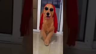 ¡Perros Caminando con Estilo y Mucha Gracia 🐾😂 funny dog pets [upl. by Cristobal400]