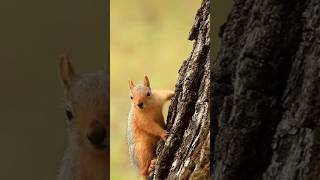 Curiosidades Esquilos voadores facts fyp foryou animals curiosidades viralvideo viralshorts [upl. by Trini]