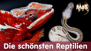 The most beautiful REPTILES in the WORLD [upl. by Cathlene]