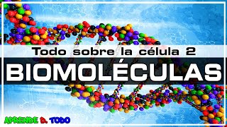 Las biomoléculas  glúcidos lípidos proteínas y ácidos nucleicos Todo sobre la Célula 2 Biología [upl. by Aim983]