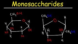 Monosaccharides  Glucose Fructose Galactose amp Ribose  Carbohydrates [upl. by Matty]