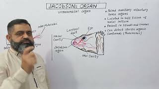 Jacobsons Organ English medium profmasoodfuzail Olfactory organ of reptiles  Vomeronasal organ [upl. by Virendra29]