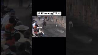 Who wins Race horse VS Greyhound dog part 5 Shorts FYP GoViral Saluki [upl. by Stanfield]