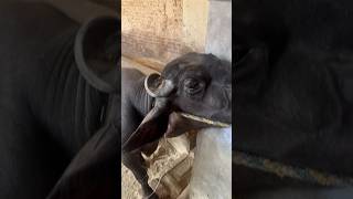 motivation songfarming animals treatment viralshort animals viralvideo [upl. by Persian258]