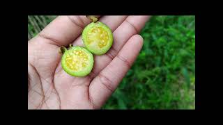 Sour Guava  Psidium guineense Flower vlogs [upl. by Dyoll933]