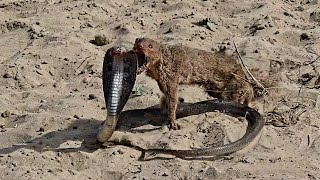 Mongoose vs Cobra SnakeUltimate Wild Fight [upl. by Velasco]