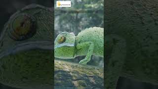 Feeding Your Pet Chameleon What to Know [upl. by Yurt]