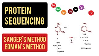 BIOCHEM 15  Peptide Anatomy [upl. by Omolhs]