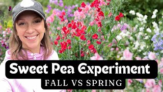 Direct Seeding Sweet Peas in Fall Saving Dahlia Seed Cutting Back Peonies amp Rotten Plants [upl. by Pernas]