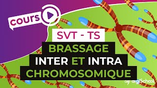 Brassage inter et intra chromosomique  SVT  TS  digiSchool [upl. by Misha]