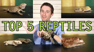 Top 5 Reptiles For Beginners [upl. by Ahsoj]