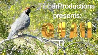 Quail and calling  2023 04 02 [upl. by Baillieu754]