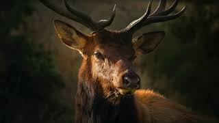 Sound Of Deer  Stag Bellowing Sound Effect  Buck Calling [upl. by Sanalda]