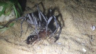 Epic Take Down 🕷 Sicarius Terrosus Six Eyed Sand Spider [upl. by Yrehc635]