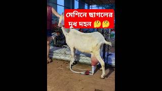 মেশিন দিয়ে ছাগলের দুধ দহন [upl. by Adiaros]