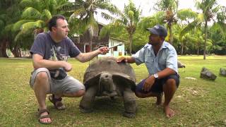 Giant tortoises of the Seychelles [upl. by Ertnom]