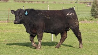 Lot 25  Cluden Newry September 2024 [upl. by Izaak]