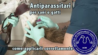 56  Antiparassitari per cani e gatti come applicarli correttamente [upl. by Llehsar]