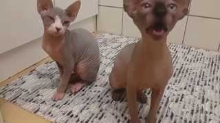 Adorable Sphynx kittens taking a bath [upl. by Chanda]