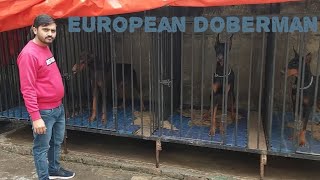 यह सबसे अच्छा European Doberman Kennel है  European Doberman Kennel in India 2023 [upl. by Elish]