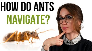 Ant Navigation  The secrets behind ants sense of direction [upl. by Adniled]