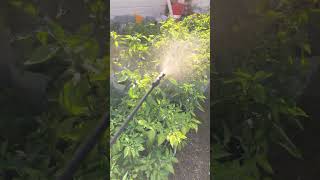 How to use neem oil for plants neemoil shorts shortsviral shortvideo short shortsfeed short [upl. by Siramay]