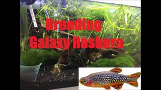 How to Breed Galaxy Rasboras  Danio margaritatus  Celestial pearl danio [upl. by Melone]