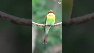 Chestnutheadedbeeeater LensaSatwa [upl. by Ackerman389]