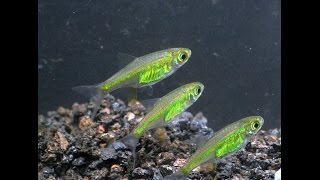 Neon Green Rasbora Microdevario kubotaiSpecies Spotlight [upl. by Reed953]