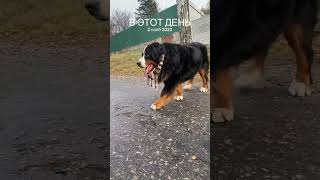 bernesedog puppy bernerlove bmd bernerlovers barvommatterhorn berner cute [upl. by Rubliw]