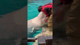 【名古屋港水族館】 飼育員さんに甘えるベルーガの可愛い顔 [upl. by Haff215]