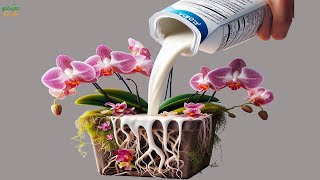 Pour 2 spoons under the orchids base Your orchid will bloom 100 times within a short period [upl. by Hillier]