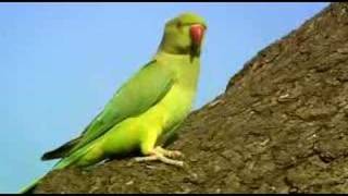 BBC2  The Great British Parakeet Invasion [upl. by Larina400]