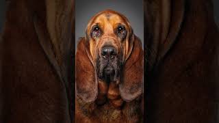 Bloodhound’s sense of smell [upl. by Conger]